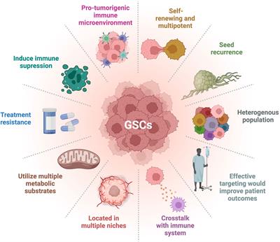 Heterogeneity of glioblastoma stem cells in the context of the immune microenvironment and geospatial organization